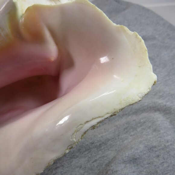 Large REAL Conch Sea Shell 7" tall 9" wide has some chips Tan pink white outer - Picture 4 of 10